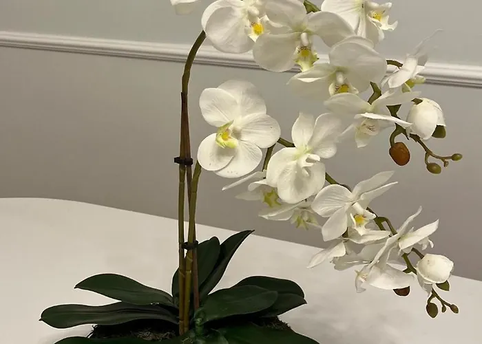 Povoa Living House *